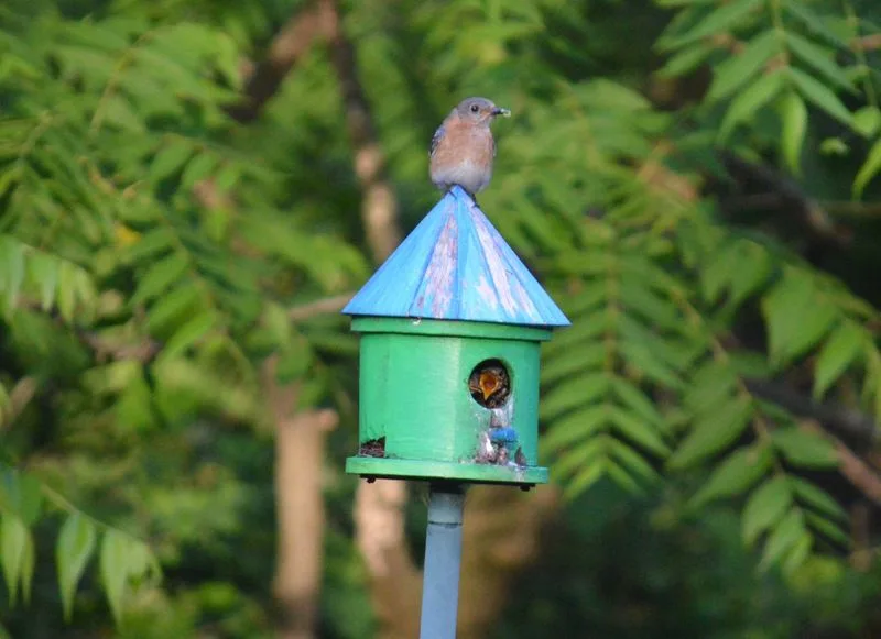 2. Introduce a Bird Bistro