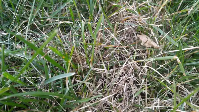 2. Underwatering