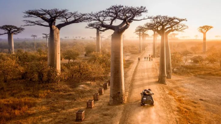 20 Ancient Trees with Fascinating Legends and Folklore