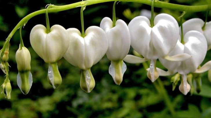 20 Beautiful White Perennials for a Timeless and Elegant Garden