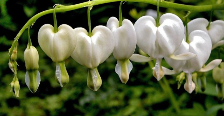 20 Beautiful White Perennials for a Timeless and Elegant Garden