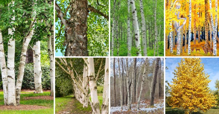 20 Best Birch Trees to Grow for Year-Round Beauty