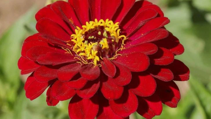 20 Blooms That Bring Songbirds Right to Your Garden