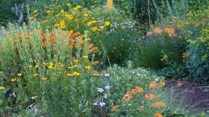 20 Common Myths About Native Plants Debunked