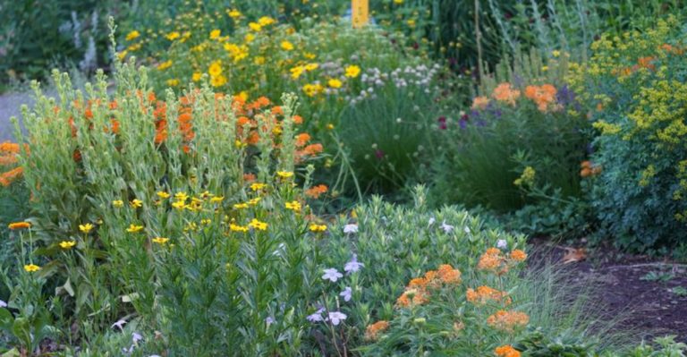 20 Common Myths About Native Plants Debunked