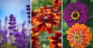 disease-resistant-plants-and-flowers-for-a-hardier-healthier-garden