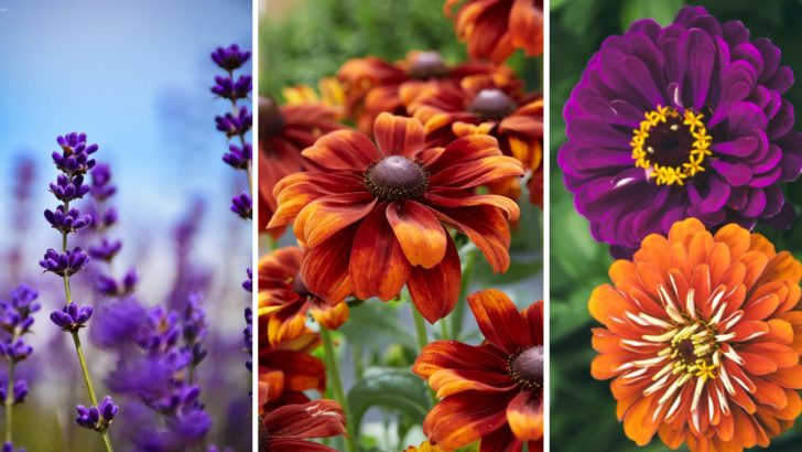 20 Disease-Resistant Plants and Flowers for a Hardier, Healthier Garden