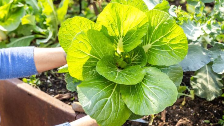 20 Fast-Growing Vegetables You Can Harvest in 30 Days or Less