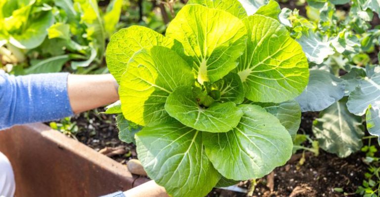 20 Fast-Growing Vegetables You Can Harvest in 30 Days or Less