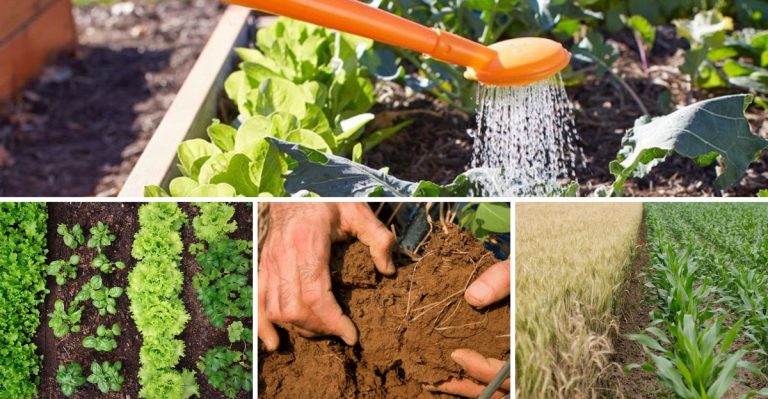20 Gardening Mistakes That Could Be Killing Your Veggies