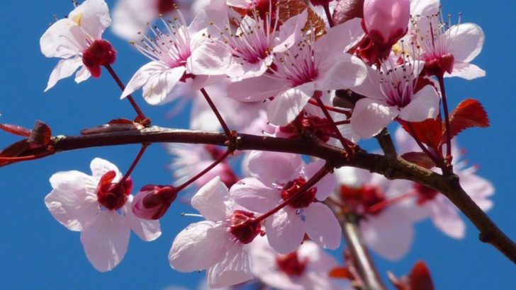 20 Gorgeous Flowering Trees For Small Yards