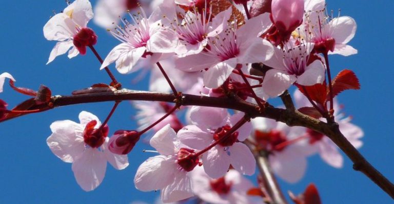 20 Gorgeous Flowering Trees For Small Yards