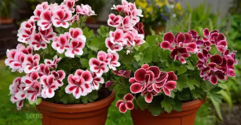 20 Gorgeous Flowers You Can Grow in Any Climate
