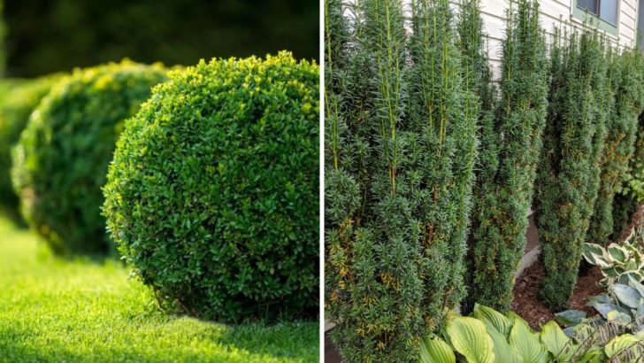 20 Hardy Perennials That Are Perfect for Hedges