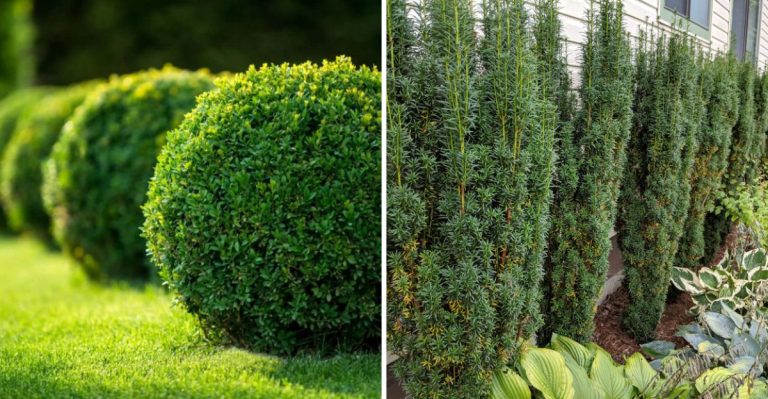 20 Hardy Perennials That Are Perfect for Hedges