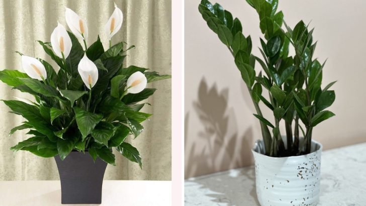 20 Houseplants That Are Super Easy To Propagate