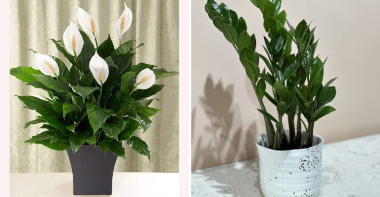 20 Houseplants That Are Super Easy To Propagate