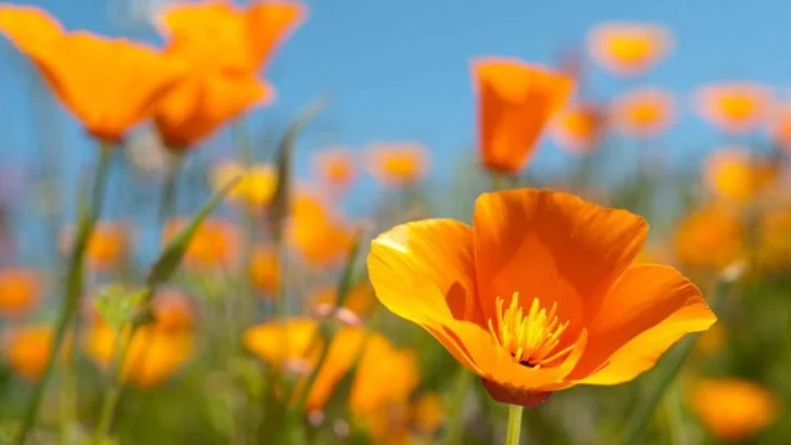 20 Iconic Flowers That Represent the Spirit of the American Frontier