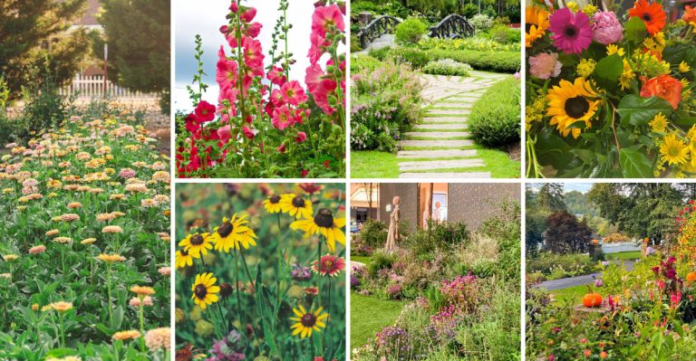 20 Ideas for Making a River of Flowers in Your Garden