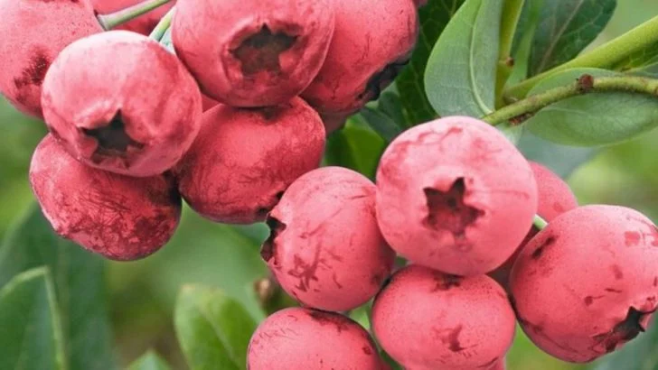 20 Most Delicious Varieties Of Blueberries That Will Thrive In Your Garden