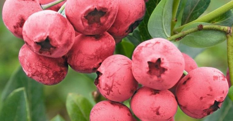 20 Most Delicious Varieties Of Blueberries That Will Thrive In Your Garden