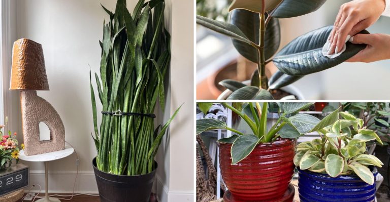 20 Must-Do Spring Chores to Give Your Houseplants a Fresh Start