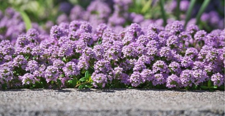 20 Outdoor Plants That Are Impossible To Kill