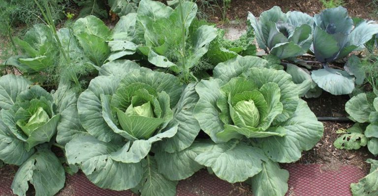 20 Plants That Benefit from Growing Near Garlic