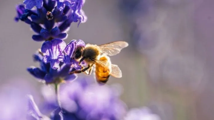 20 Plants That Will Attract Bees and Butterflies to Your Garden