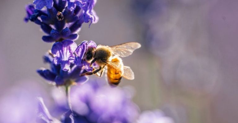 20 Plants That Will Attract Bees and Butterflies to Your Garden