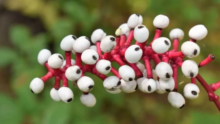 20 Rare Plants You Should Be Growing in Your Garden