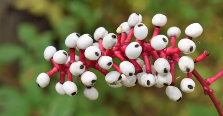 20 Rare Plants You Should Be Growing in Your Garden