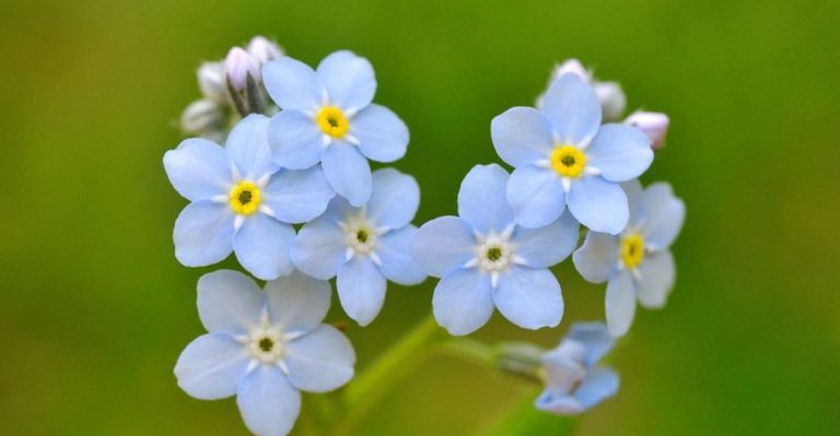 20 Self-Seeding Annuals for a Garden That Never Stops Growing