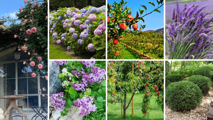 20 Shrubs and Trees to Prune in March for Healthier Growth