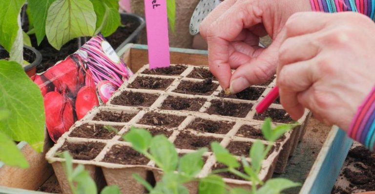 20 Simple Tips for Growing the Perfect Vegetable Garden