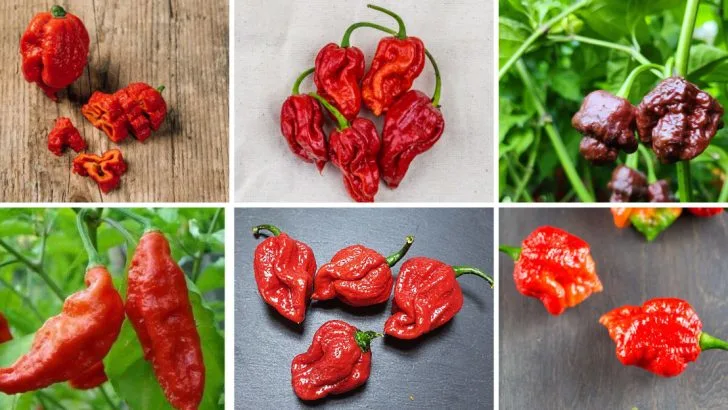 20 Spiciest Peppers To Grow In Your Garden For Some Extra Heat