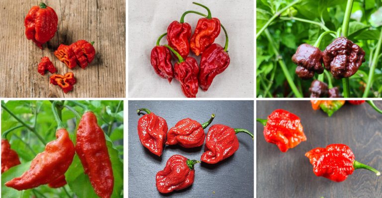 20 Spiciest Peppers To Grow In Your Garden For Some Extra Heat