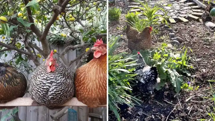 20 Surprising Benefits of Gardening with Chickens