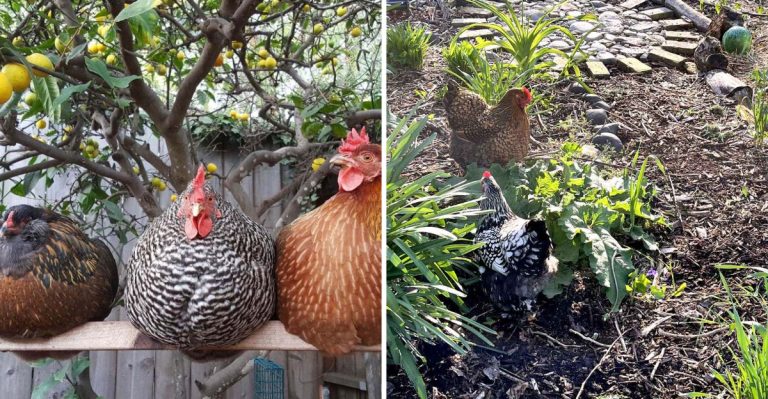 20 Surprising Benefits of Gardening with Chickens