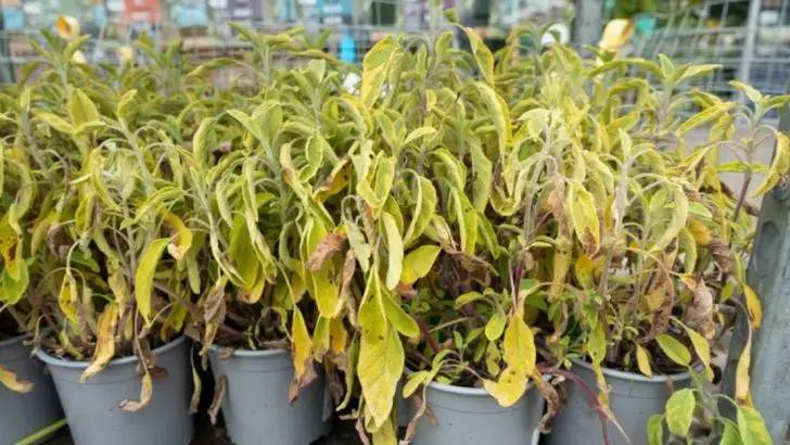 20 Things You Should Never Do in Early Summer Gardening