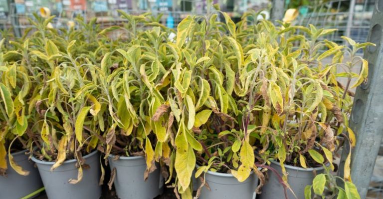 20 Things You Should Never Do in Early Summer Gardening