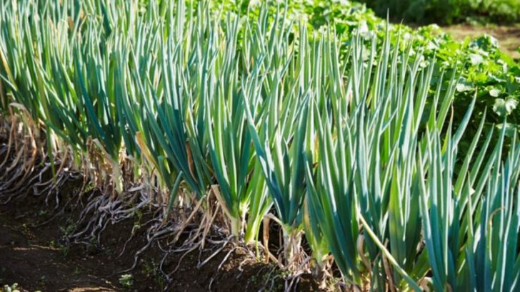 20 Vegetables That Keep Regrowing After You Harvest Them