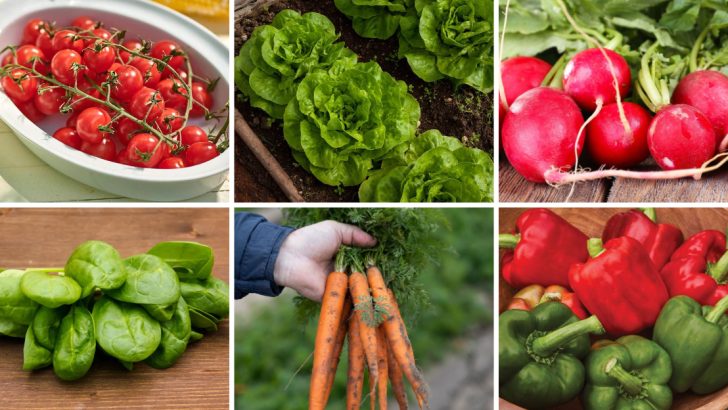 20 Vegetables You Can Grow on Your Balcony