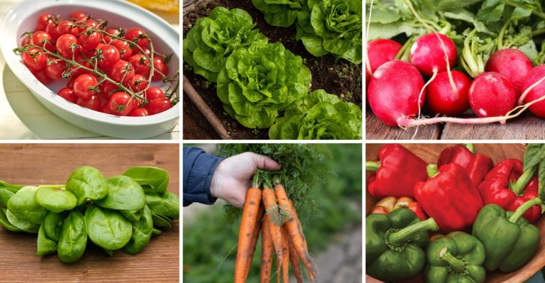 20 Vegetables You Can Grow on Your Balcony