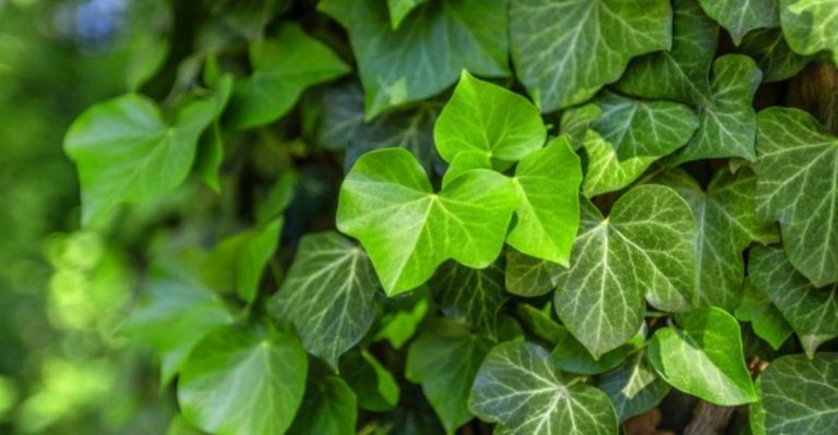 20 Wild Plants You Should Never Plant in Your Garden (And Why)