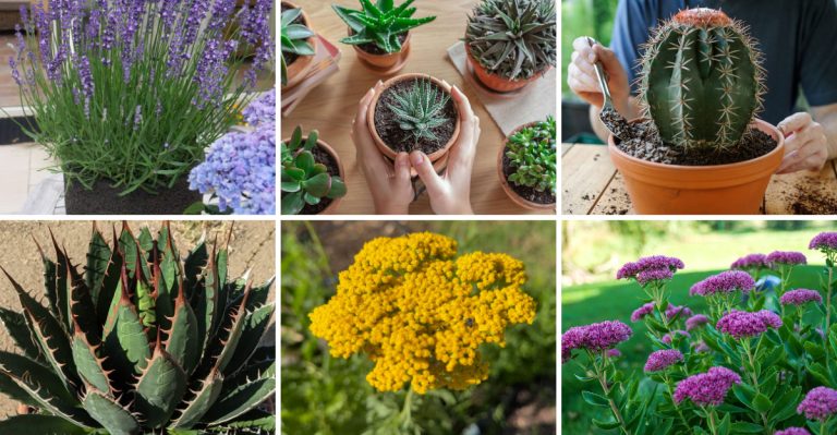 21 Backyard Plants That Require Very Little Watering