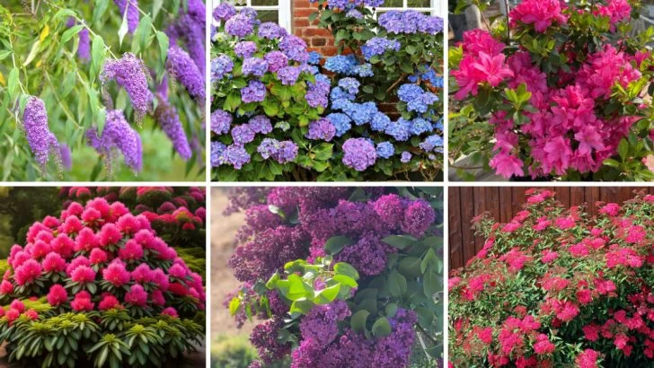 21 Best Shrubs for a Lush, Beautiful Front Yard All Year Long