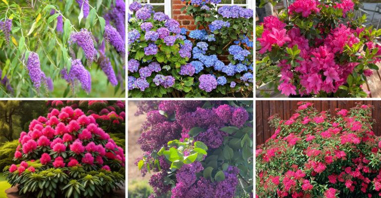 21 Best Shrubs for a Lush, Beautiful Front Yard All Year Long