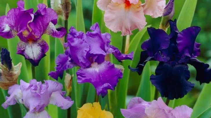 21 Breathtaking Plants to Complement Your Peonies in the Garden