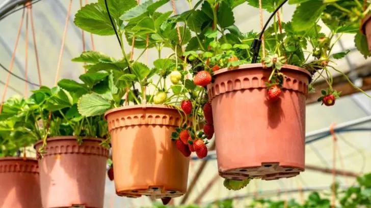 21 Brilliant Homesteading Tips to Produce More Food in Less Space
